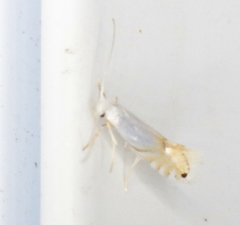 Phyllonorycter clemensella