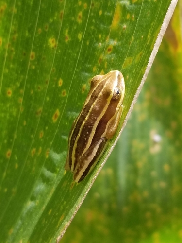 Kivu Reed Frog