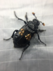 Nicrophorus nigrita