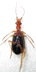 Drypta distincta