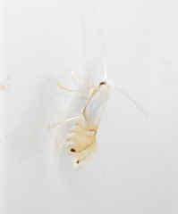 Phyllonorycter clemensella