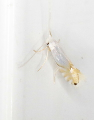 Phyllonorycter clemensella