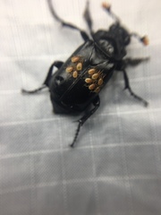 Nicrophorus nigrita