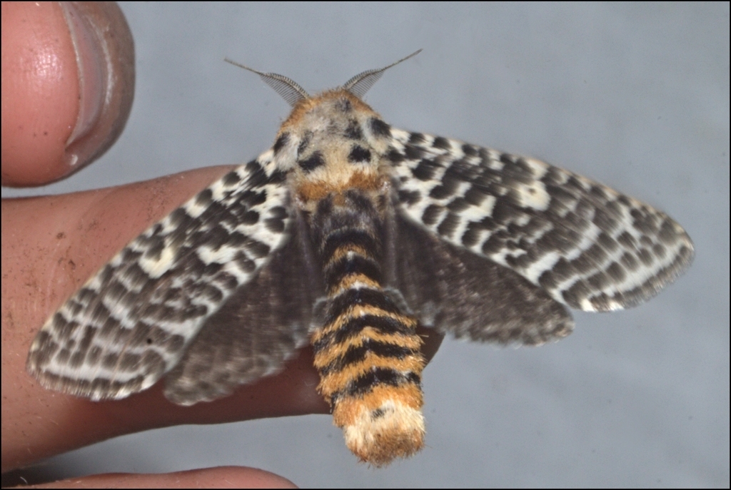 Endoxyla tigrinus