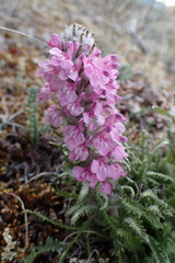 Pedicularis lanata