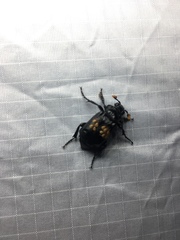 Nicrophorus nigrita