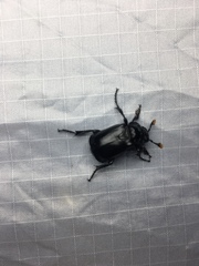 Nicrophorus nigrita