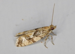 Zeiraphera canadensis