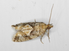 Zeiraphera canadensis