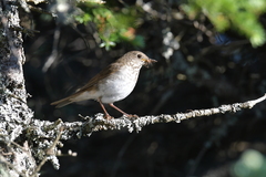 Catharus bicknelli
