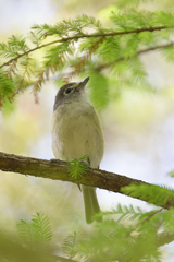 Vireo cassinii