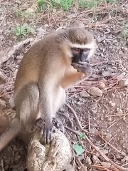 Chlorocebus pygerythrus