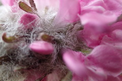 Pedicularis lanata