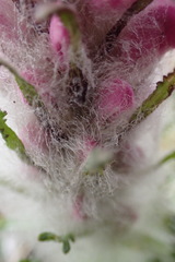 Pedicularis lanata