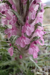 Pedicularis lanata
