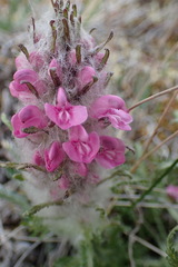 Pedicularis lanata