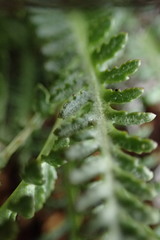 Pedicularis lanata