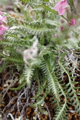 Pedicularis lanata