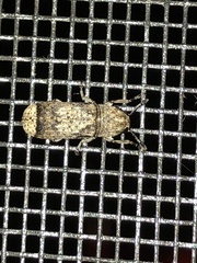 Ozotomerus japonicus