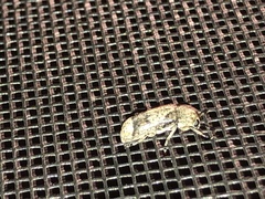 Ozotomerus japonicus