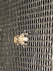 Ozotomerus japonicus