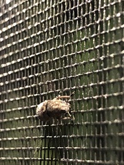 Ozotomerus japonicus