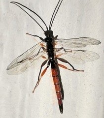 Dolichomitus irritator