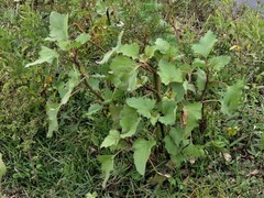 Xanthium cavanillesii