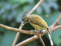Picumnus exilis buffonii
