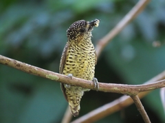 Picumnus exilis buffonii