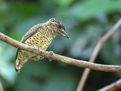 Picumnus exilis buffonii