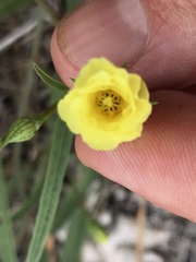Cienfuegosia yucatanensis