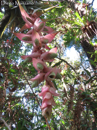 Tillandsia eizii