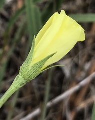 Cienfuegosia yucatanensis