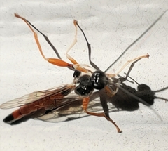 Dolichomitus irritator