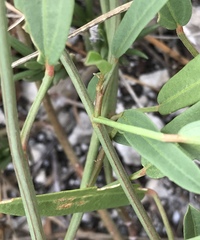 Cienfuegosia yucatanensis
