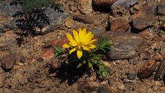 Pentachaeta aurea aurea