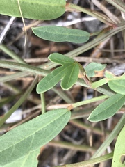 Cienfuegosia yucatanensis