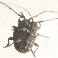 Ecyrus dasycerus