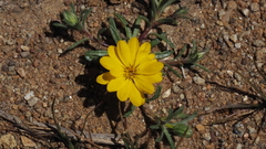 Pentachaeta aurea aurea