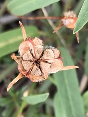 Cienfuegosia yucatanensis