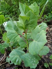 Roldana sessilifolia