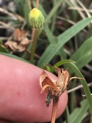 Cienfuegosia yucatanensis