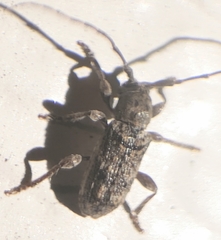Ecyrus dasycerus