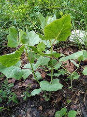 Roldana sessilifolia