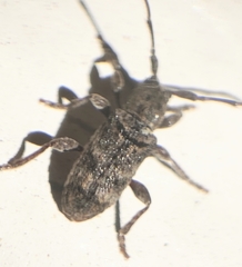 Ecyrus dasycerus