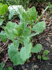 Roldana sessilifolia