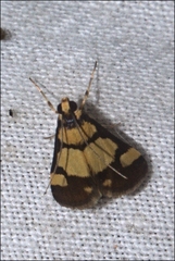 Deuterarcha xanthomela