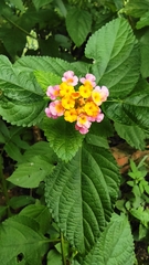 Lantana camara