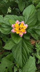 Lantana camara